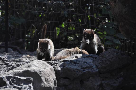 Guaximins habitam o alto da montanha onde está a pirâmide de Tepoztlán, no México